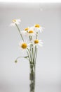 Bouquet of daisies in a glass vase on a white background Royalty Free Stock Photo