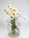 Bouquet of daisies in a glass vase on a white background Royalty Free Stock Photo