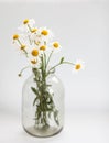 bouquet of daisies in a glass vase on a white background Royalty Free Stock Photo