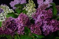 Beautiful bouquet of different varieties of lilac close up Royalty Free Stock Photo
