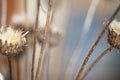 Dried thistles plant in a vase used as an interior decoration of a home with a nice painting in the background. Royalty Free Stock Photo