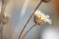 Dried thistles plant in a vase used as an interior decoration of a home with a nice painting in the background. Royalty Free Stock Photo