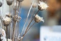 Dried thistles plant in a vase used as an interior decoration of a home with a nice painting in the background. Royalty Free Stock Photo