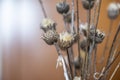 Dried thistles plant in a vase used as an interior decoration of a home with a nice painting in the background. Royalty Free Stock Photo