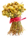 Beautiful bouquet of dried leaves and flowers of port tea on branch.