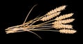 Beautiful bouquet of dry wheat ears. Triticum aestivum