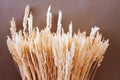 Beautiful bouquet of dry wheat ears. Triticum aestivum. Close-up of the group of decorative ripened cereal spikes.