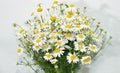 Beautiful Bouquet of field daisies in a vase on a white background. Royalty Free Stock Photo