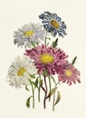 Beautiful bouquet of flowers. Aster Chinensis
