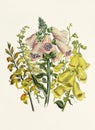 Beautiful bouquet of yellow flowers. Digitalis