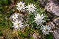 Beautiful bouquet of flowers made from the very rare flowers of the edelweiss mountain flower.