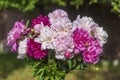 Beautiful bouquet of flowers with red, pink and white peony in garden Royalty Free Stock Photo