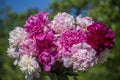 Beautiful bouquet of flowers with red, pink and white peony in garden Royalty Free Stock Photo