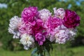 Beautiful bouquet of flowers with red, pink and white peony in garden Royalty Free Stock Photo