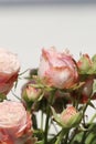 Beautiful bouquet of flowers pink roses on white wooden background Royalty Free Stock Photo