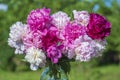 Beautiful bouquet of flowers with red, pink and white peony in garden Royalty Free Stock Photo