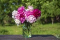 Beautiful bouquet of flowers with red, pink and white peony in garden Royalty Free Stock Photo