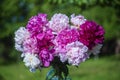 Beautiful bouquet of flowers with red, pink and white peony in garden Royalty Free Stock Photo