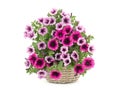 Beautiful bouquet of flowers surfinia in a pot isolated on a white background