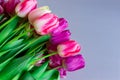 Beautiful bouquet of fresh colorful pink purple tulips flowers on grey neutral background with copyspace Royalty Free Stock Photo