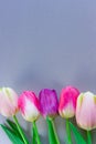 Beautiful bouquet of fresh colorful pink purple tulips flowers on grey neutral background with copyspace Royalty Free Stock Photo