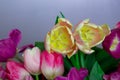 Beautiful bouquet of fresh colorful pink purple yellow tulips flowers on grey neutral background with copyspace Royalty Free Stock Photo