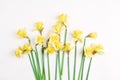 Beautiful bouquet of fresh daffodils of yellow color on a white background. simple holiday spring greeting card, invitation card.