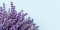 Beautiful bouquet of fresh lavender on blue background. Top view, banner, copy space. Royalty Free Stock Photo