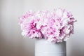 Beautiful bouquet of fresh pink peony flowers in full bloom in vase against white wall background Royalty Free Stock Photo