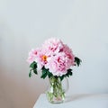 Beautiful bouquet of fresh pink peony flowers in full bloom in vase against white wall background Royalty Free Stock Photo