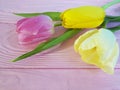Tulips bouquet fresh on a pink wooden background march romantic Royalty Free Stock Photo