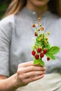 Beautiful bouquet of fresh wild strawberries with red and green berries, flowers and leaves in girl`s  hand. Royalty Free Stock Photo