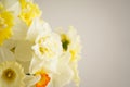 Beautiful bouquet of fresh yellow daffodil flowers on white background, close-up. Space for text. Spring blossoms. Mother`s day Royalty Free Stock Photo