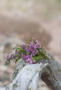 Beautiful bouquet of heather flowers on the weathered dry tree trunk Royalty Free Stock Photo