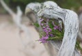Beautiful bouquet of heather flowers on the weathered dry tree trunk Royalty Free Stock Photo