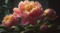 Beautiful bouquet of large flowers of pink peonies, after rain in the garden, AI generative Royalty Free Stock Photo