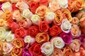 Beautiful bouquet of lots of colorful roses white red tea orange purple background close up