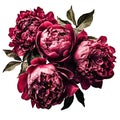 beautiful bouquet of lush rich burgundy peonies, isolated, spring gift element, women\'s day gift
