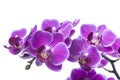 Beautiful bouquet of magenta orchid flowers. Bunch of luxury tropical purple orchids - phalaenopsis - isolated on white background