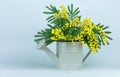 Beautiful bouquet of mimosa flowers. Springtime Royalty Free Stock Photo
