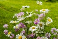 Beautiful bouquet of native summer flowers