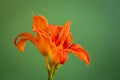 Beautiful bouquet of orange lilies on green background Royalty Free Stock Photo