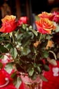 Orange and pink roses, soft focus