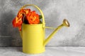 Beautiful bouquet of orange roses in watering can on light grey table Royalty Free Stock Photo