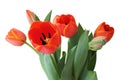 Beautiful bouquet of orange Tulips Lily Family, Liliaceae in focus is the middle flower, isolated on white background Royalty Free Stock Photo