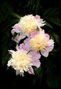 A beautiful bouquet of peonies.
