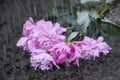 Beautiful bouquet of pink flowers lies in the mud under a hard rain