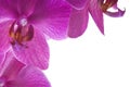 Beautiful bouquet of pink orchid flowers. Bunch of luxury tropical magenta orchids - phalaenopsis - isolated on white background. Royalty Free Stock Photo