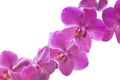 Beautiful bouquet of pink orchid flowers. Bunch of luxury tropical magenta orchids - phalaenopsis - isolated on white background. Royalty Free Stock Photo