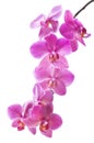 Beautiful bouquet of pink orchid flowers. Bunch of luxury tropical magenta orchids - phalaenopsis - isolated on white background. Royalty Free Stock Photo